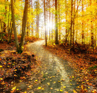 Golden Trail Jigsaw Puzzle