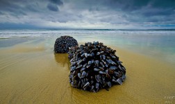 Goose Neck Barnacles