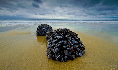 Goose Neck Barnacles Jigsaw Puzzle