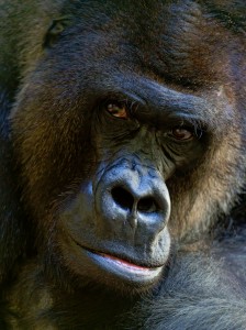 Gorilla Closeup Jigsaw Puzzle