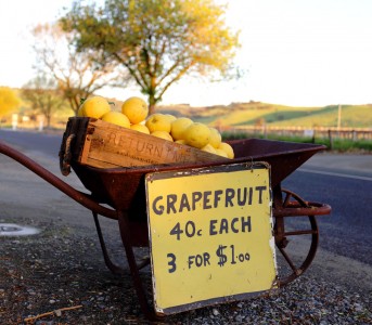 Grapefruit Sale Jigsaw Puzzle