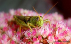 Grasshopper on Flowers