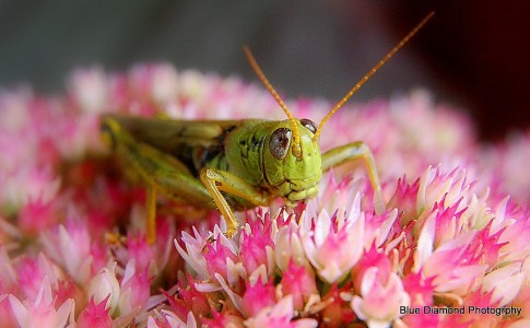 Grasshopper on Flowers Jigsaw Puzzle