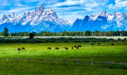 Grazing Bison