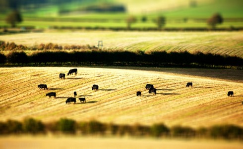 Grazing Cattle Jigsaw Puzzle