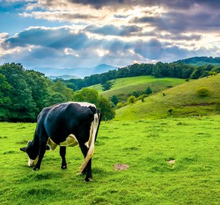 Grazing Cow Jigsaw Puzzle