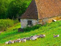 Grazing Geese