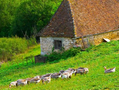 Grazing Geese Jigsaw Puzzle