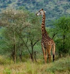 Grazing Giraffe