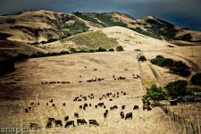 Grazing Herd