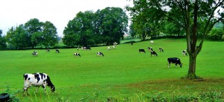Grazing Holsteins