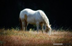 Grazing Horse