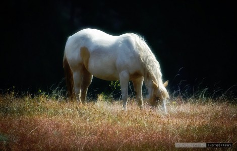 Grazing Horse Jigsaw Puzzle