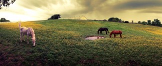 Grazing Horses