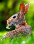 Grazing Rabbit