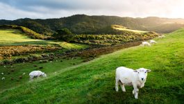 Grazing Sheep