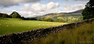 Grazing Sheep