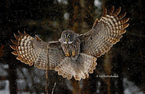 Great Gray Owl Jigsaw Puzzle