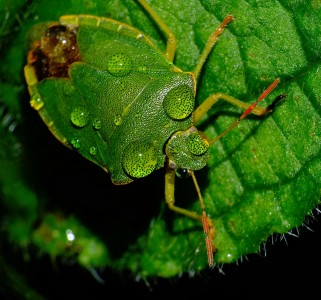 Green Bug Jigsaw Puzzle