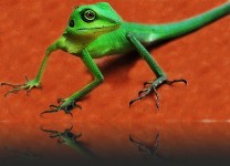 Green Lizard