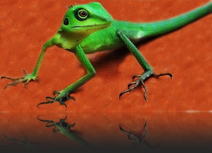 Green Lizard Jigsaw Puzzle