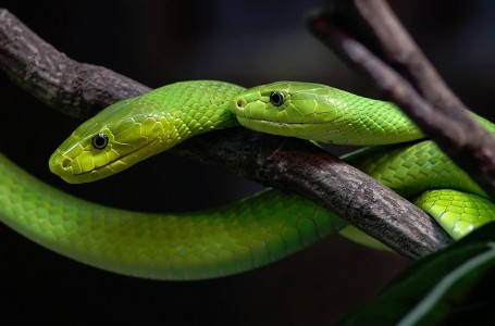 Green Mamba Snake Jigsaw Puzzle