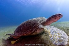 Green Sea Turtle