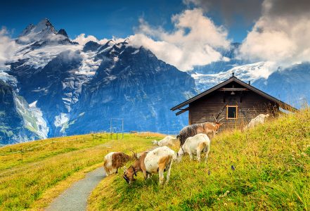 Grindelwald Goats Jigsaw Puzzle