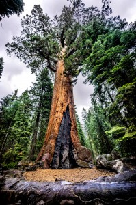 Grizzly Giant Jigsaw Puzzle