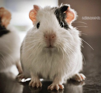 Guinea Pig Jigsaw Puzzle