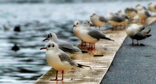 Gulls Jigsaw Puzzle