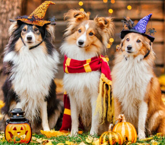 Halloween Pups Jigsaw Puzzle