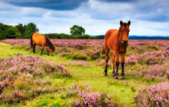 Hampshire Horses