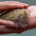 Handheld Hedgehog