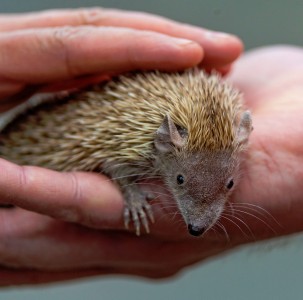 Handheld Hedgehog Jigsaw Puzzle