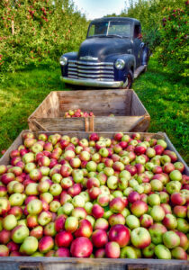 Harvested Apples Jigsaw Puzzle