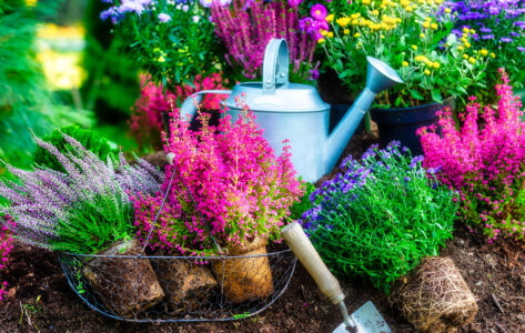 Heather and Asters Jigsaw Puzzle