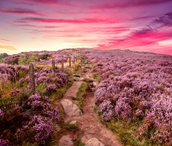 Heather Field Jigsaw Puzzle