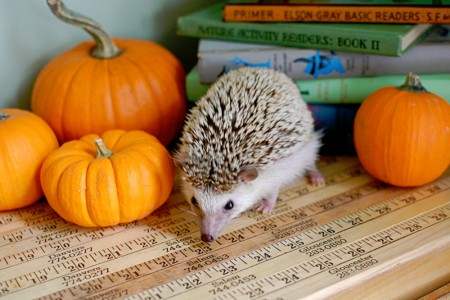 Hedgehog Jigsaw Puzzle