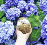 Hedgehog in Hydrangeas
