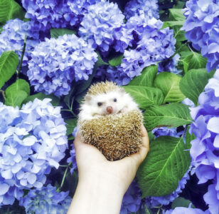 Hedgehog in Hydrangeas Jigsaw Puzzle