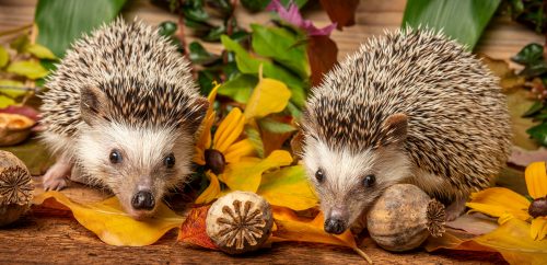 Hedgehog Pair Jigsaw Puzzle