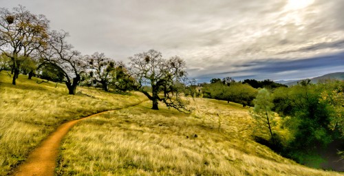 Henry Coe Park Jigsaw Puzzle