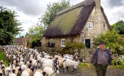 Herding Goats