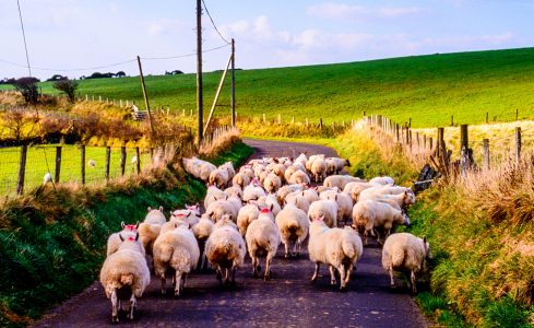 Herding Sheep Jigsaw Puzzle