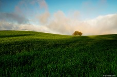 Hidden Tree