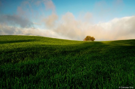 Hidden Tree Jigsaw Puzzle