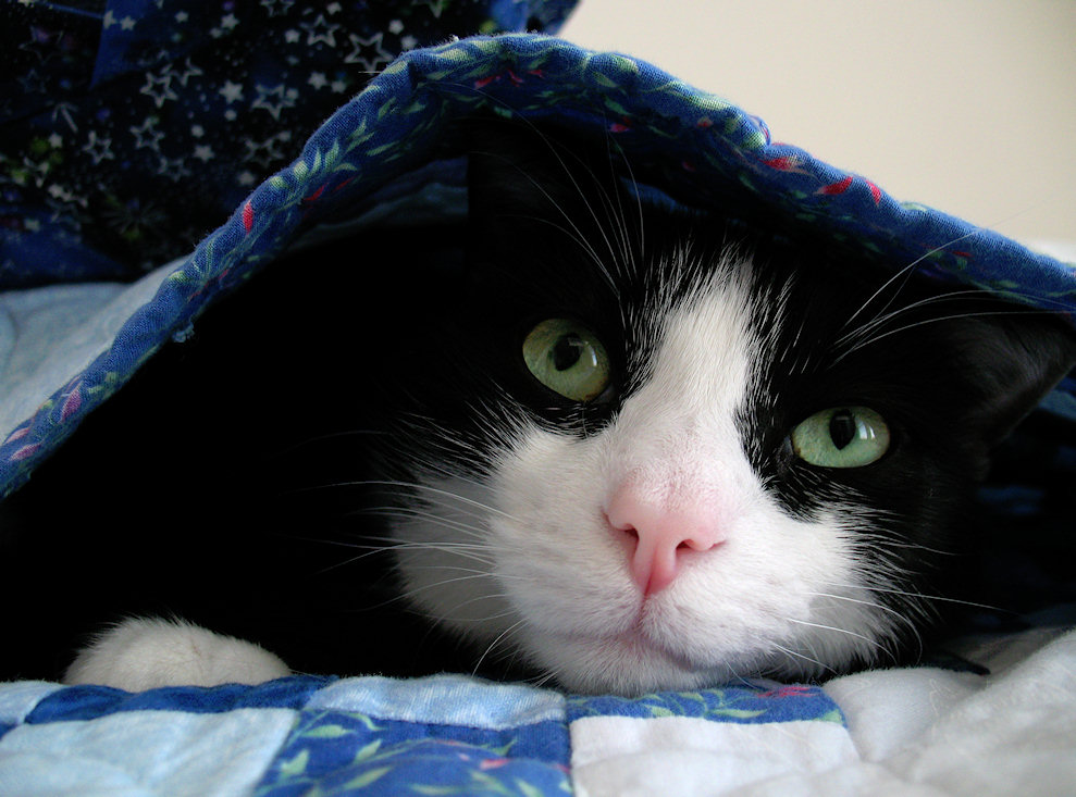 jigsaw cat