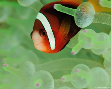 Hiding Fish Jigsaw Puzzle