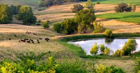 Hills and Cattle